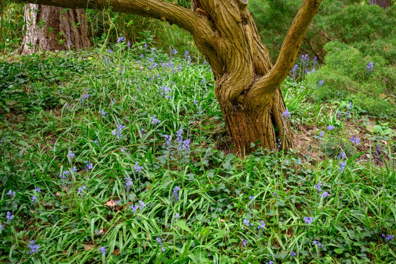 Trinity College Fellows' Garden